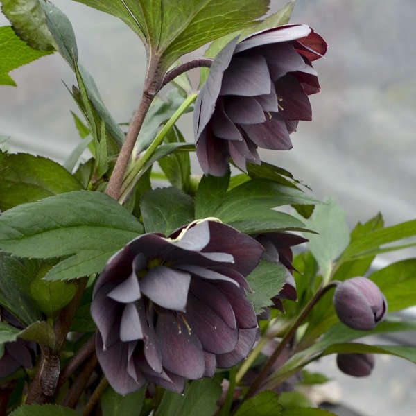 helleborus-dashing-groomsmen-lenten-rose-hellebore