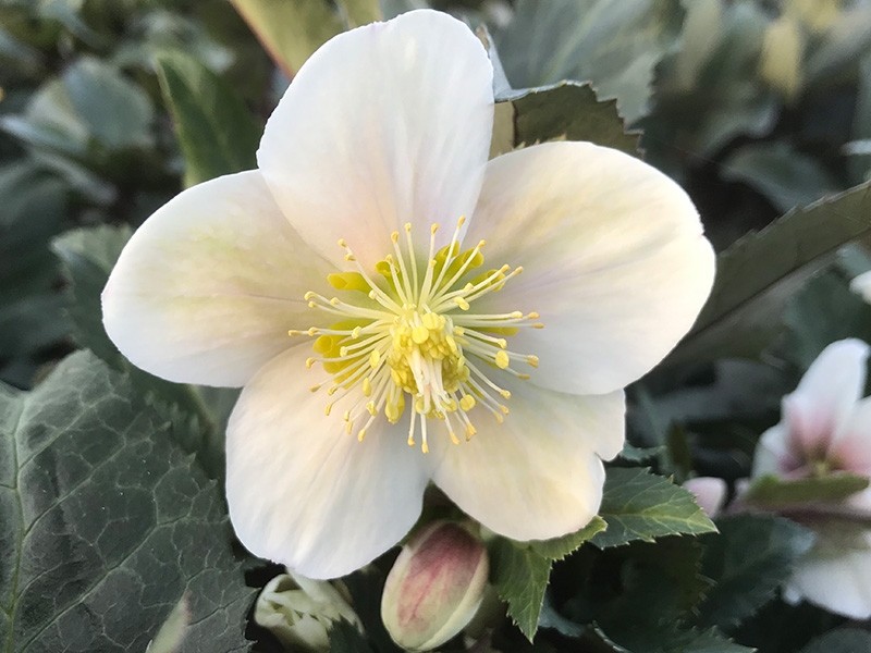 helleborus-ericsmithii-hgc-shooting-star-lenten-rose