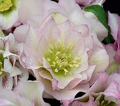 helleborus-flower-girl-lenten-rose-hellebore