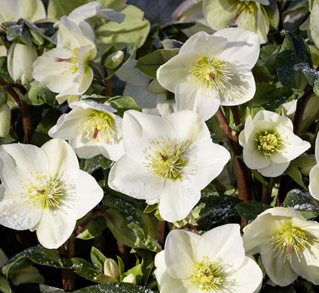 helleborus-hgc-ice-n-roses-white-lenten-rose