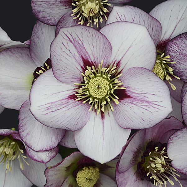 helleborus-honeymoon-french-kiss-lenten-rose-hellebore