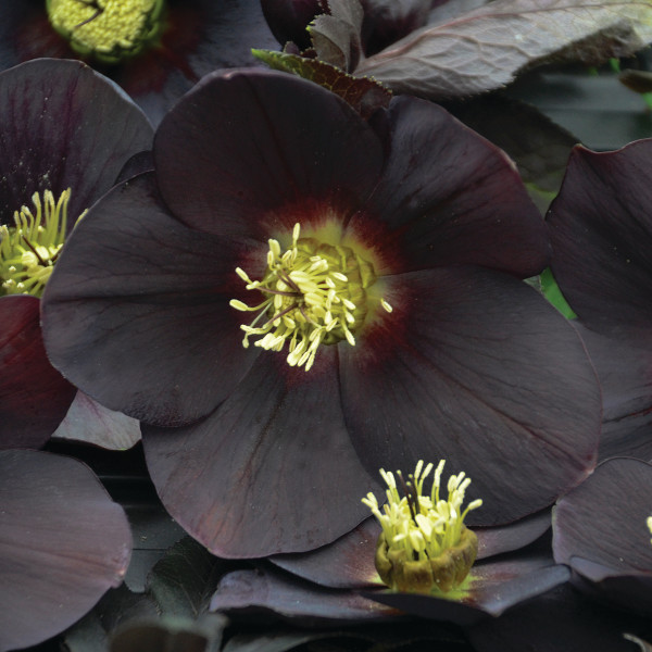 helleborus-honeymoon-new-york-night-lenten-rose-hellebore