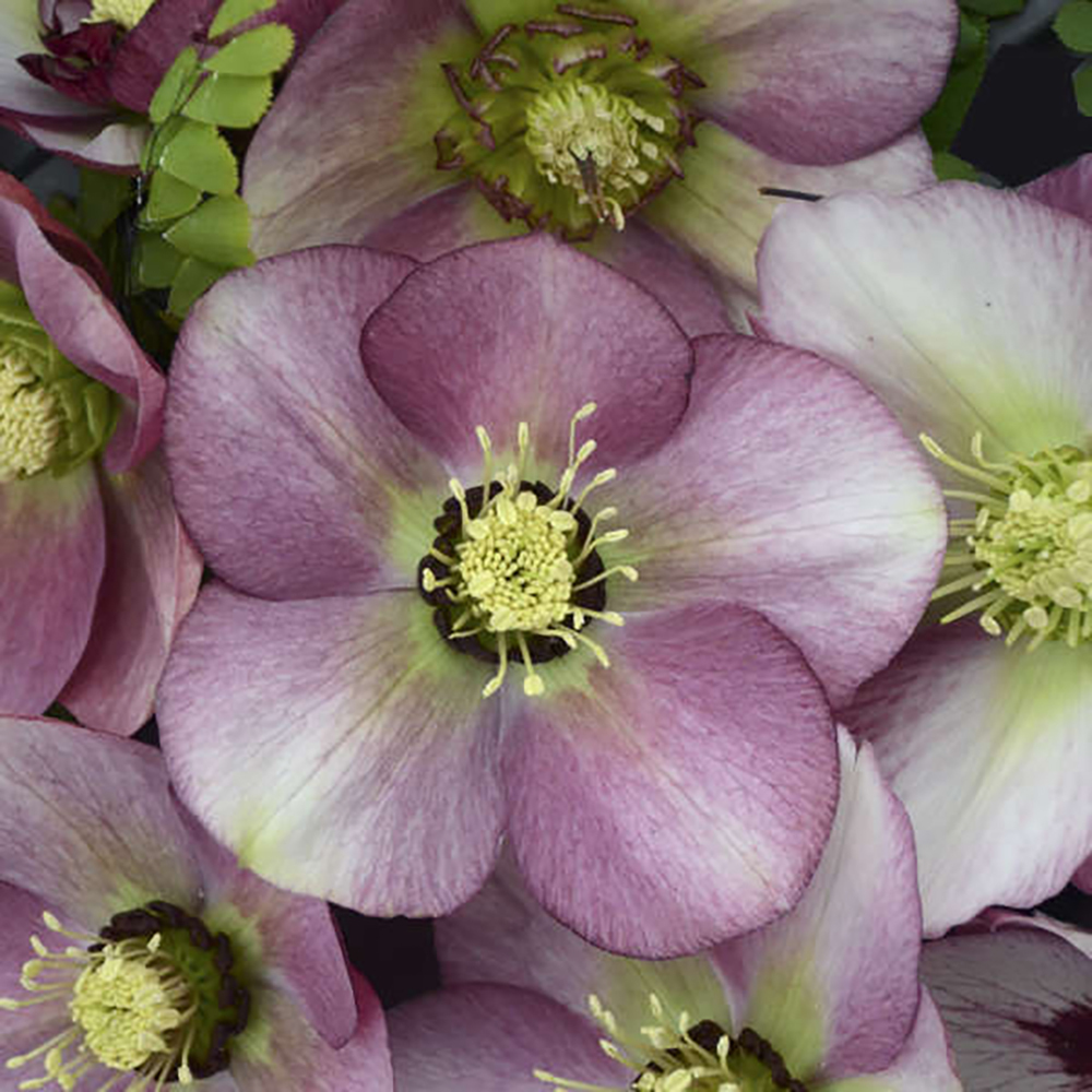 helleborus-honeymoon-paris-in-pink-lenten-rose-hellebore