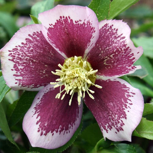 helleborus-honeymoon-romantic-giveaway-lenten-rose-hellebore