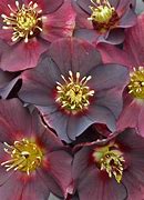 helleborus-honeymoon-rome-in-red-lenten-rose-hellebore
