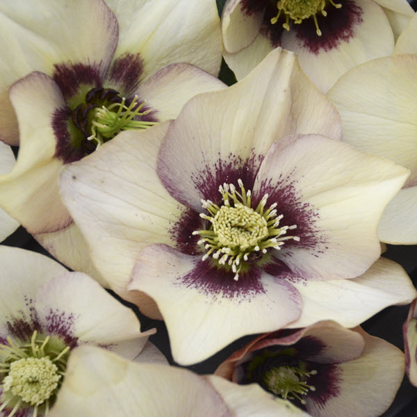 helleborus-honeymoon-sandy-shores-lenten-rose-hellebore