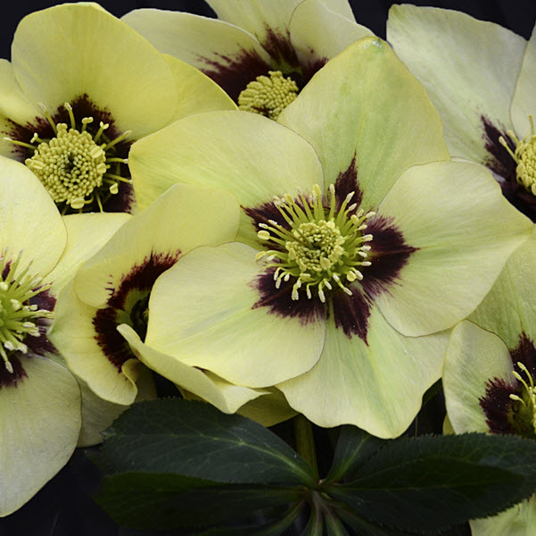 helleborus-honeymoon-spanish-flare-lenten-rose-hellebore
