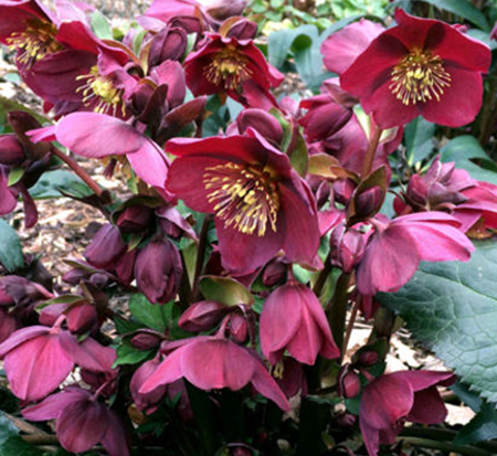 helleborus-ice-n-roses-picotee-lenten-rose