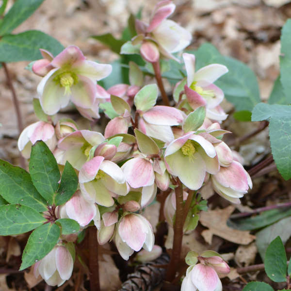 helleborus-ivory-prince-lenten-rose