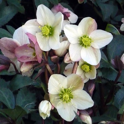 helleborus-nigercors-emma-lenten-rose-hellebore
