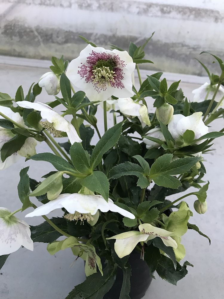 helleborus-orientalis-hygge-kristof