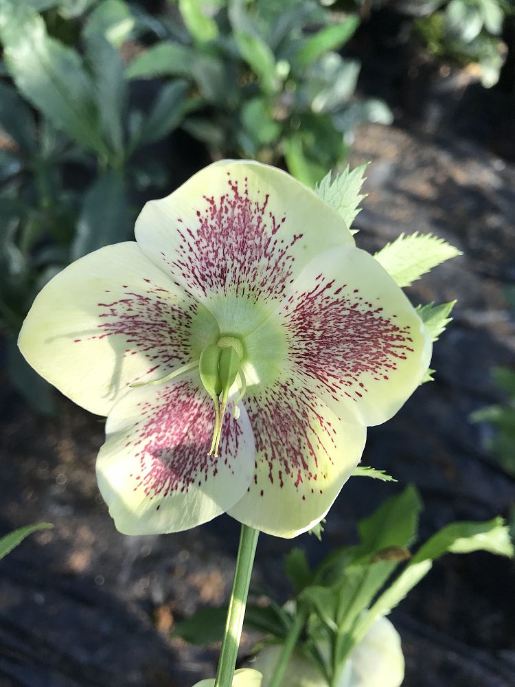helleborus-orientalis-hygge-kristof