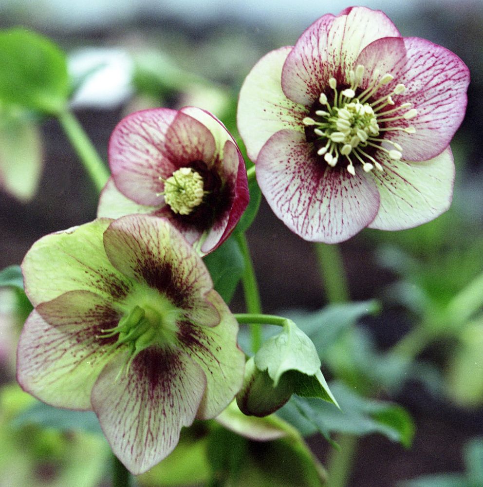 helleborus-orientalis-hygge-sven