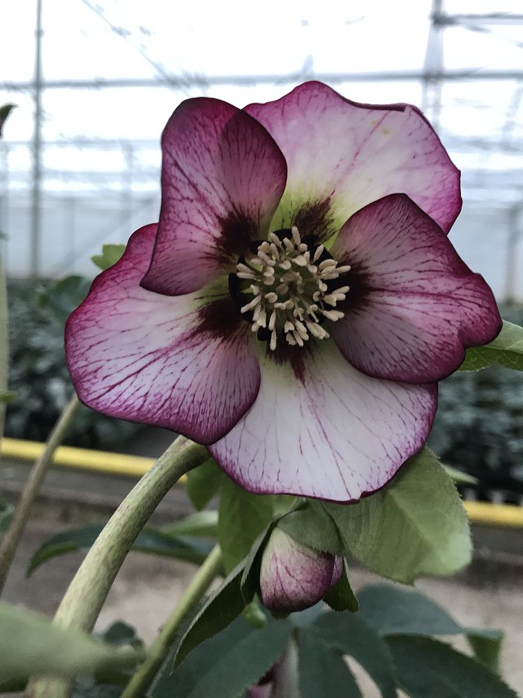 helleborus-orientalis-hygge-sven
