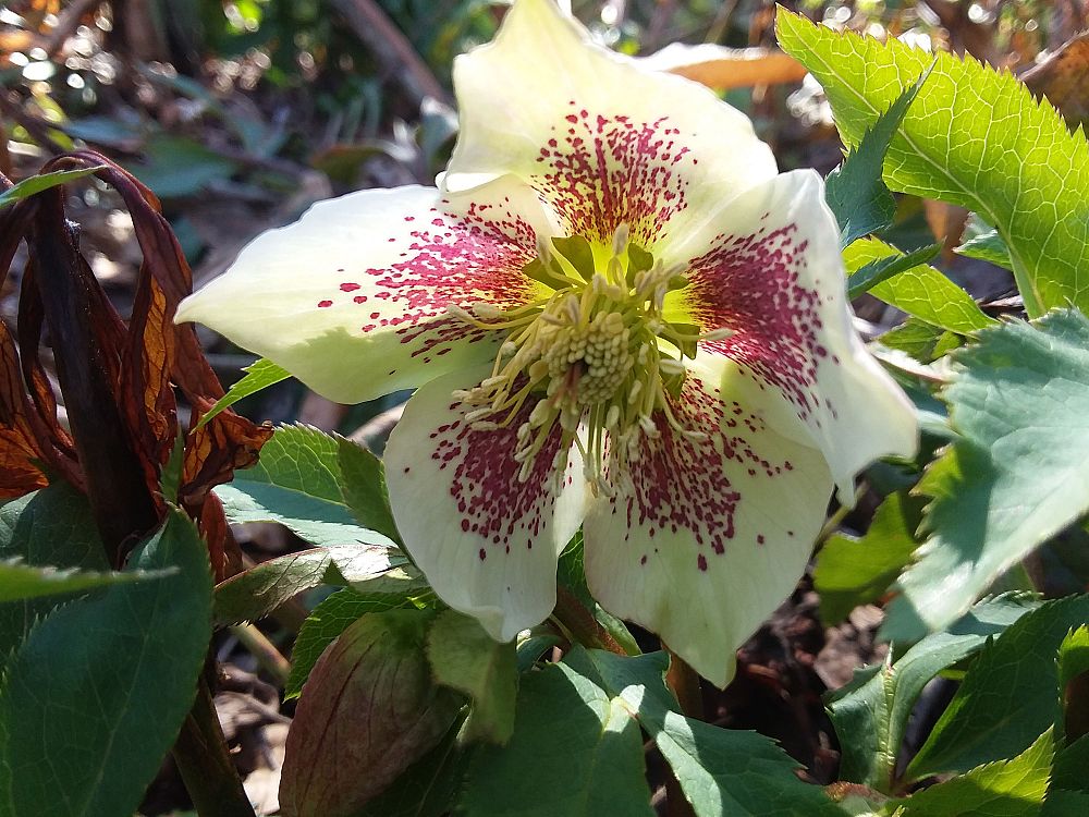 helleborus-orientalis-lenten-rose