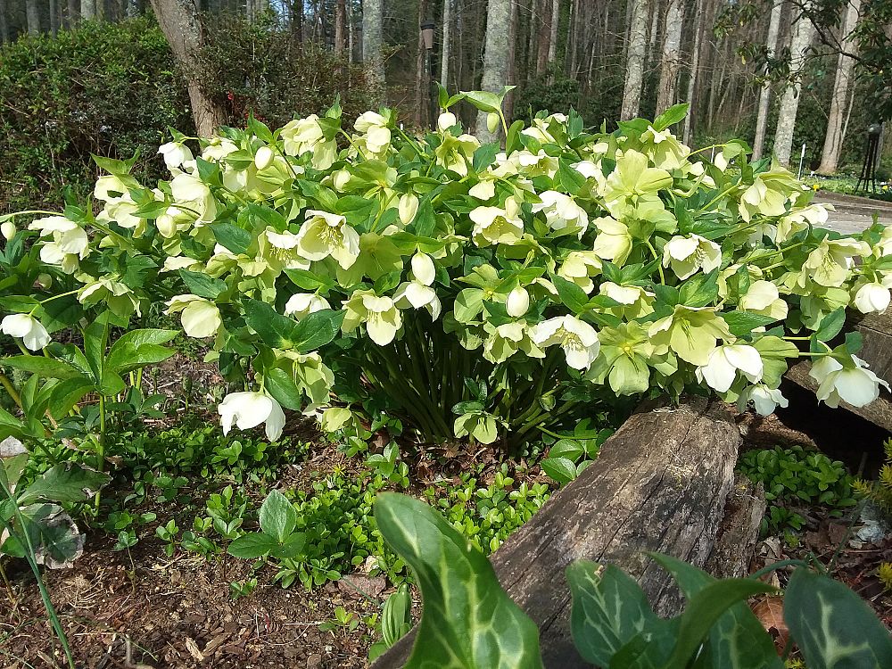 helleborus-orientalis-lenten-rose