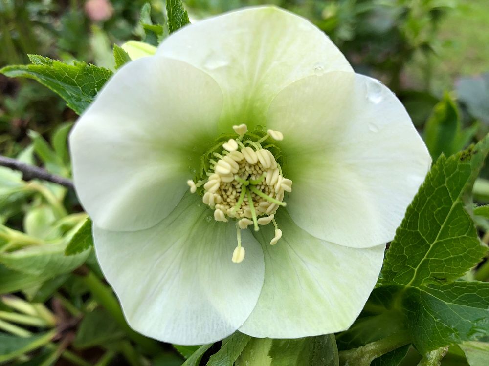 helleborus-orientalis-lenten-rose