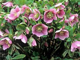 helleborus-orientalis-lenten-rose
