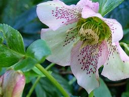 helleborus-orientalis-lenten-rose