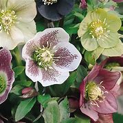 helleborus-orientalis-lenten-rose