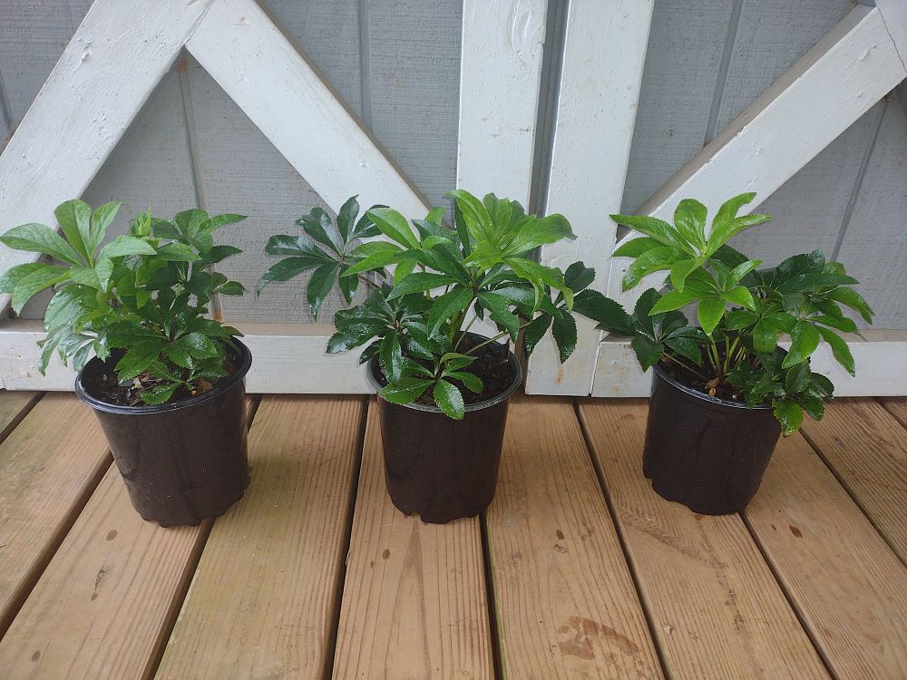 helleborus-orientalis-lenten-rose