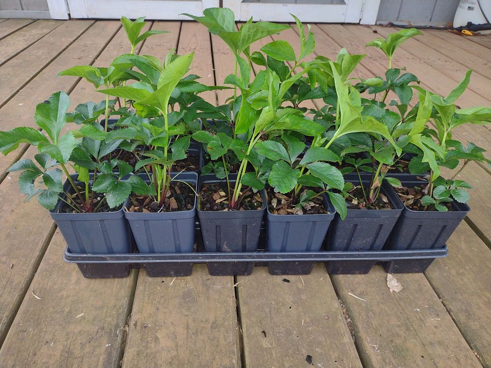 helleborus-orientalis-lenten-rose