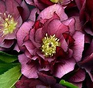 helleborus-true-love-lenten-rose-hellebore