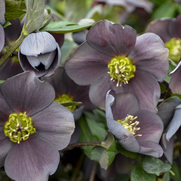 helleborus-vegas-nights-lenten-rose-hellebore