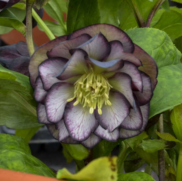 helleborus-wedding-party-black-tie-affair-lenten-rose