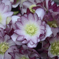 helleborus-wedding-party-blushing-bridesmaid-lenten-rose-hellebore