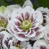 helleborus-wedding-party-confetti-cake-lenten-rose-hellebore