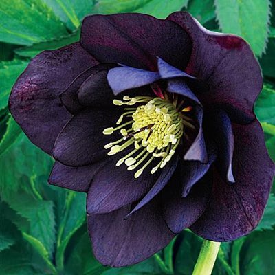 helleborus-wedding-party-dark-handsome-lenten-rose-hellebore