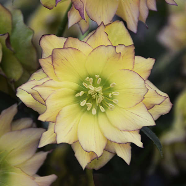 helleborus-wedding-party-first-dance-lenten-rose-hellebore