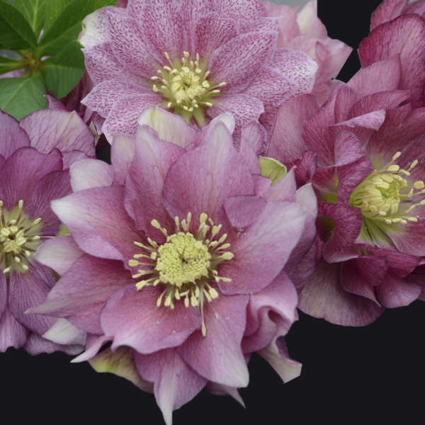 helleborus-wedding-party-maid-of-honor-lenten-rose-hellebore