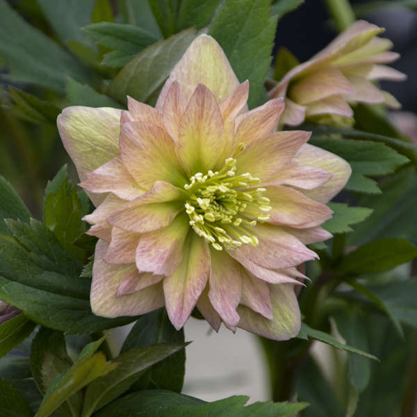 helleborus-wedding-party-mother-of-bride-lenten-rose