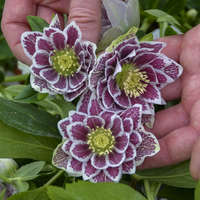 helleborus-wedding-party-shotgun-wedding-lenten-rose