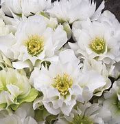 helleborus-wedding-party-wedding-bells-lenten-rose-hellebore