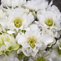 helleborus-wedding-party-wedding-bells-lenten-rose-hellebore
