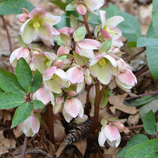 helleborus-x-ericsmithii-ivory-prince-lenten-rose-hellebore