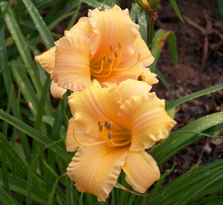 hemerocallis-apricot-sparkles-daylily