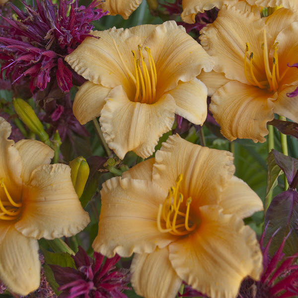 hemerocallis-apricot-sparkles-daylily