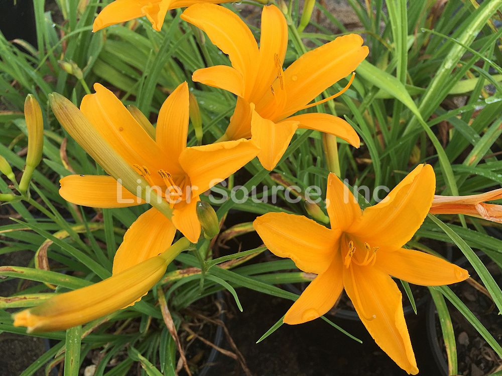 hemerocallis-aztec-gold-daylily
