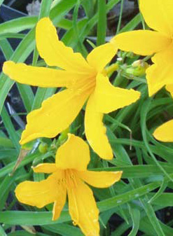 hemerocallis-aztec-gold-daylily