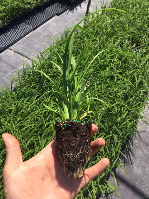 hemerocallis-aztec-gold-daylily