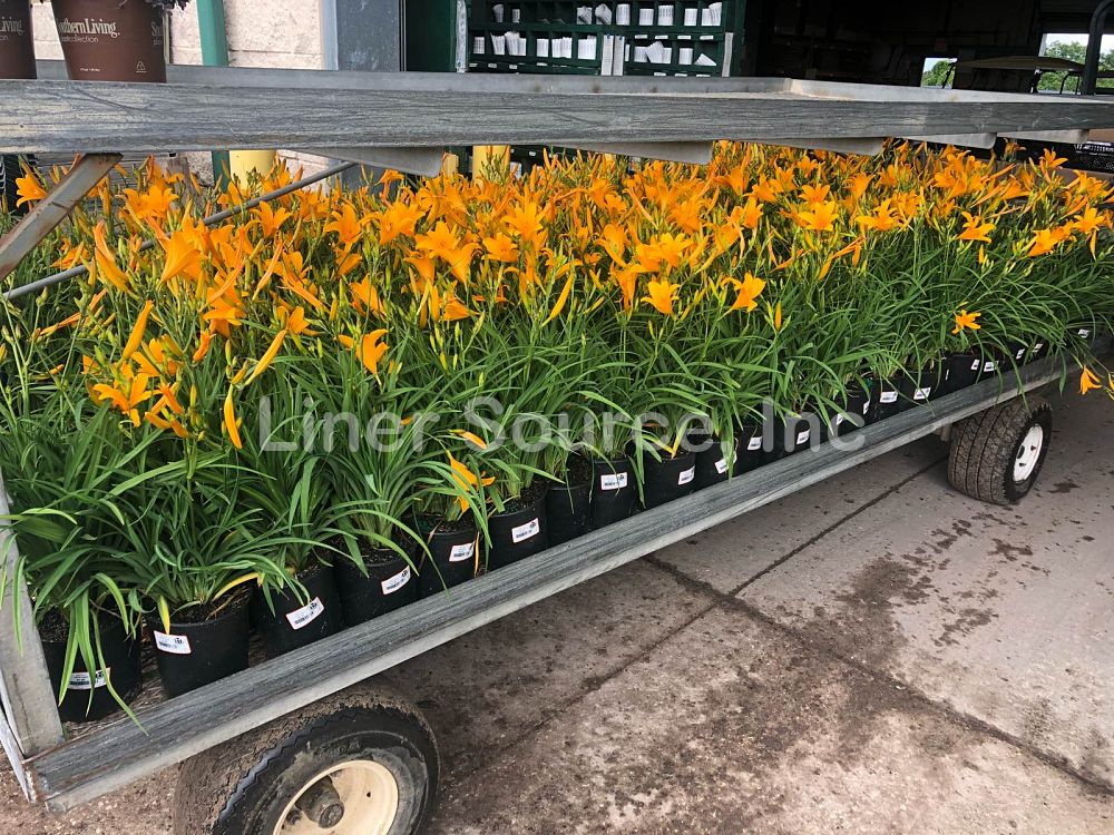 hemerocallis-aztec-gold-daylily