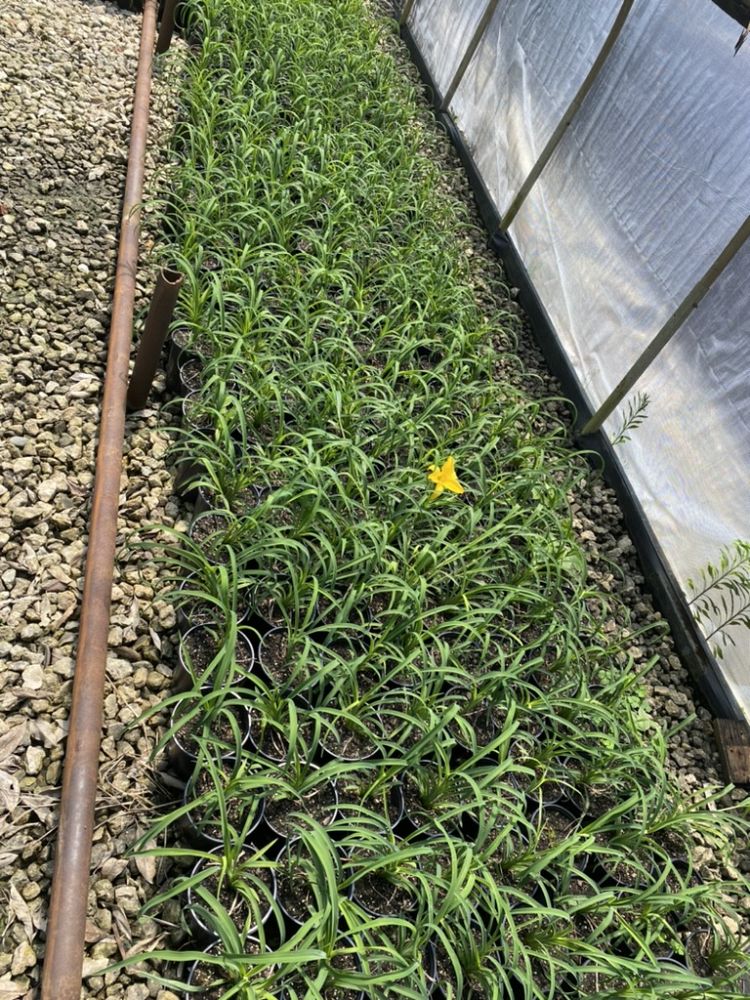 hemerocallis-aztec-gold-daylily