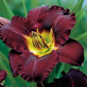 hemerocallis-bela-lugosi-daylily