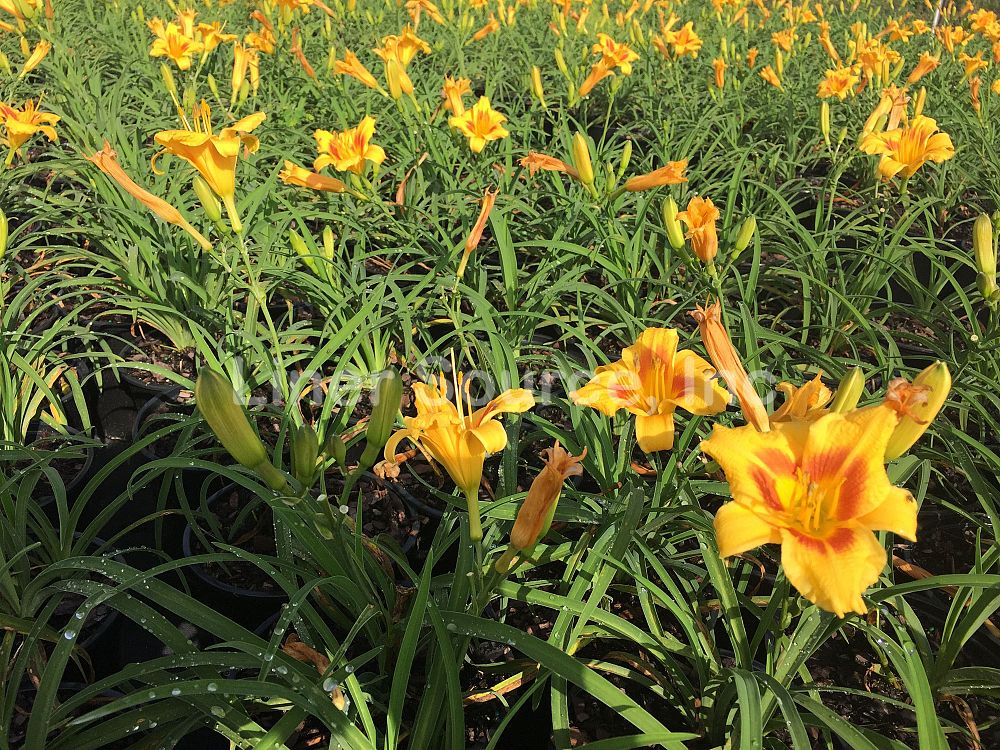 hemerocallis-black-eyed-stella-daylily