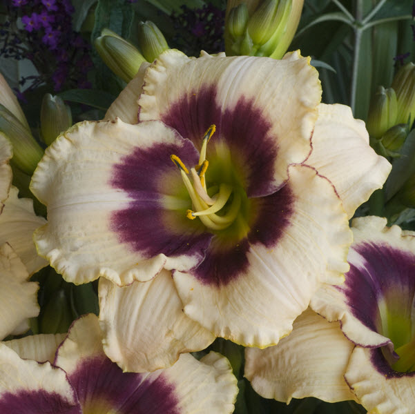 hemerocallis-blueberry-candy-daylily