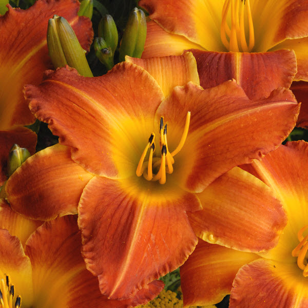 hemerocallis-bright-sunset-daylily